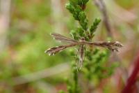 Buckleria paludum