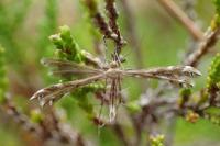 Buckleria paludum