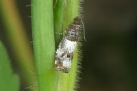 Notocelia trimaculana