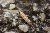 Plutella xylostella