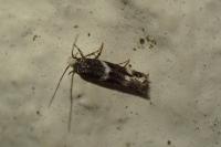 Elachista stabilella