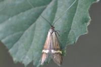 Nemophora degeerella