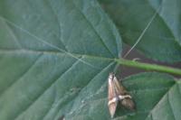 Nemophora degeerella