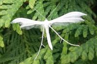 Pterophorus pentadactylus