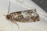 Notocelia trimaculana