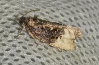Hedya nubiferana