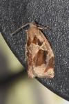 Archips crataegana