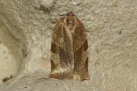 Choristoneura hebenstreitella