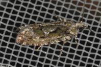Zeiraphera isertana