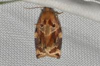 Archips xylosteana