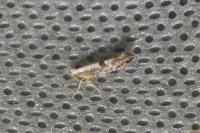 Argyresthia spinosella