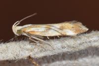 Orophia ferrugella