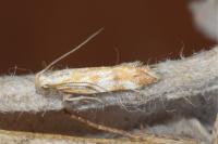 Orophia ferrugella
