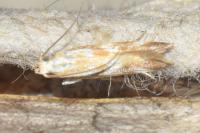 Orophia ferrugella