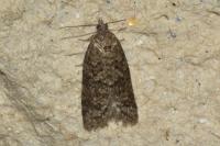 Cnephasia
