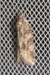 Cnephasia