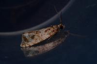 Celypha aurofasciana