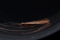 Coleophora