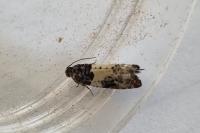 Gypsonoma sociana