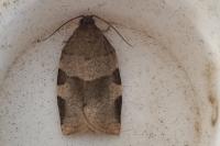 Choristoneura hebenstreitella