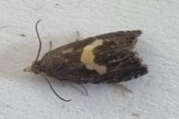 Dichrorampha petiverella