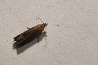 Lathronympha strigana