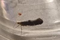 Argyresthia spinosella