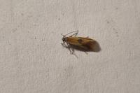 Batia lunaris