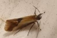 Batia lunaris