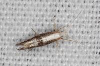 Argyresthia spinosella