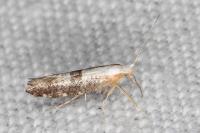 Argyresthia spinosella
