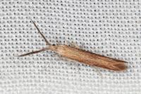 Coleophora wockeella/onopordiella
