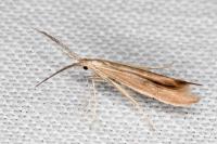 Coleophora wockeella/onopordiella