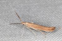 Coleophora wockeella/onopordiella
