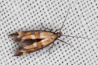Epermenia pontificella