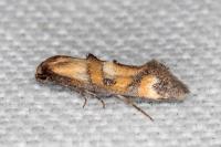 Epermenia pontificella