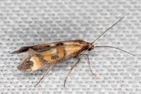 Epermenia pontificella
