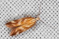 Mirificarma eburnella