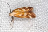 Mirificarma eburnella
