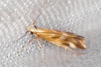 Mirificarma eburnella