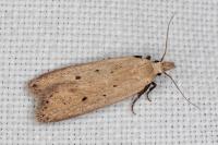 Nothris verbascella