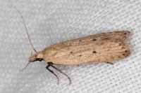 Nothris verbascella