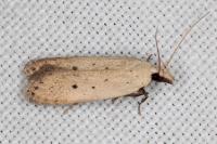 Nothris verbascella