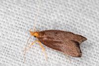 Eurodachtha pallicornella