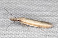 Pleurota aristella