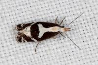 Eidophasia syenitella