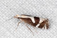 Eidophasia syenitella