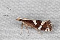 Eidophasia syenitella