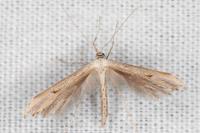 Emmelina monodactyla