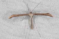 Emmelina monodactyla